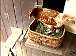 Still from and link to 'Chicken Lifestyle'.