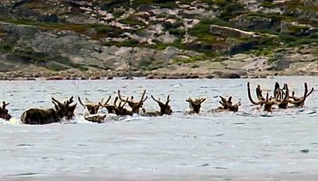 Still from 'Caribou - the annual migration'.