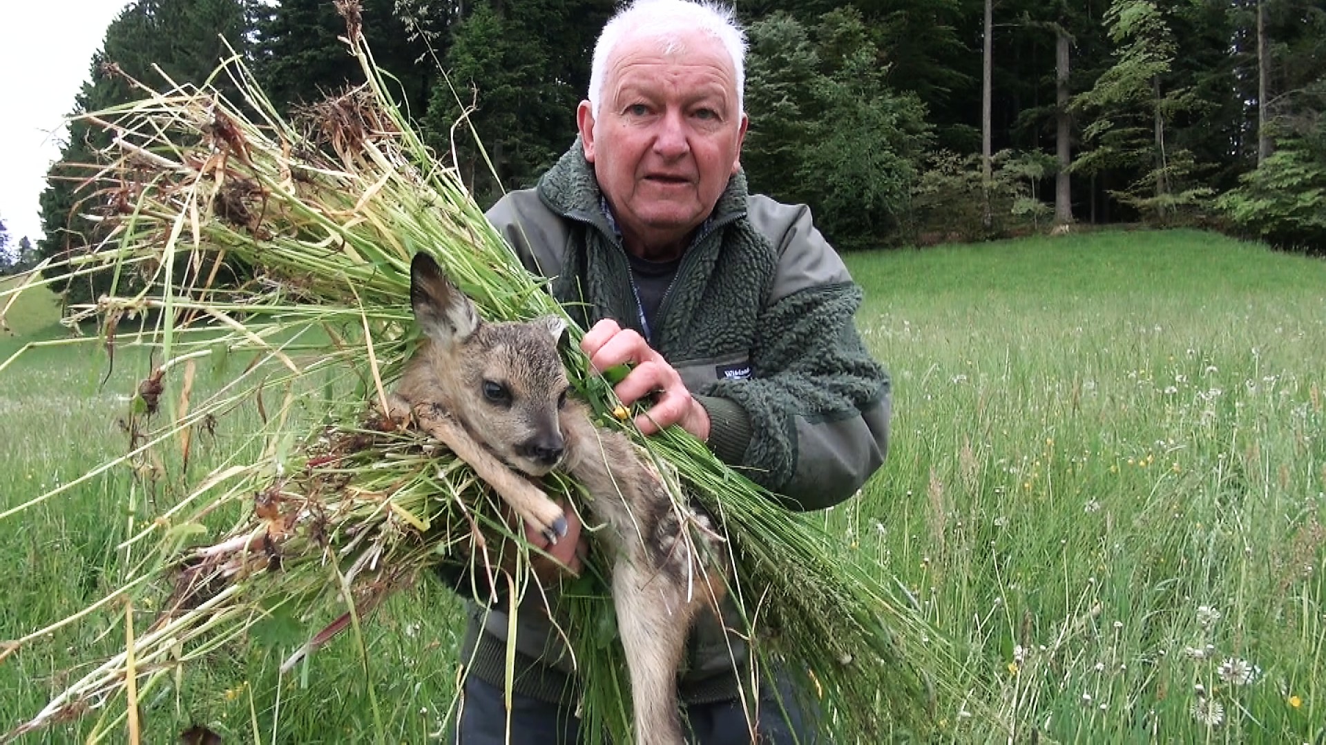 Fawn